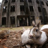Quá khứ u tối của Đảo Thỏ Okunoshima